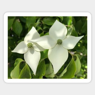 Peaceful White Star Dogwood Sticker